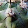 Copiapoa_montana 'olivana' L816 _03